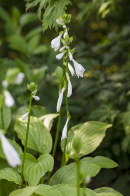 Funkia Hosta plantaginea 'Royal Standard' 5-10 potte P9 Hosta plantaginea 'Royal Standard'