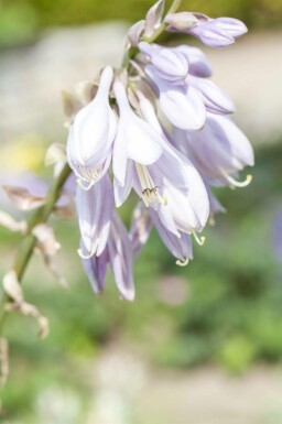 Funkia Hosta sieboldiana 5-10 potte P9 Hosta sieboldiana