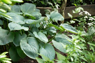 Funkia Hosta sieboldiana 5-10 potte P9 Hosta sieboldiana