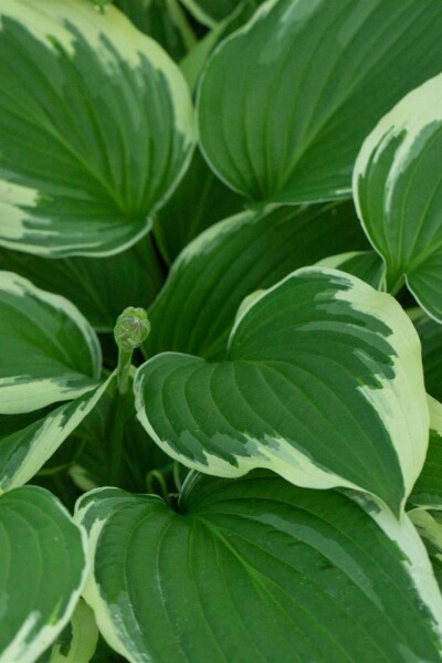 Funkia Hosta undulata 'Albomarginata' 5-10 potte P9 Hosta undulata 'Albomarginata'