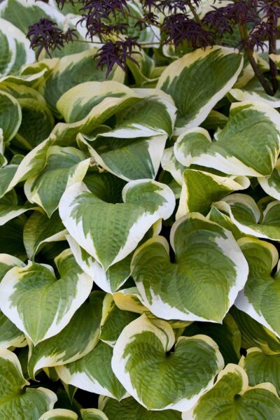 Funkia Hosta 'Wide Brim' 5-10 potte P9 Hosta 'Wide Brim'