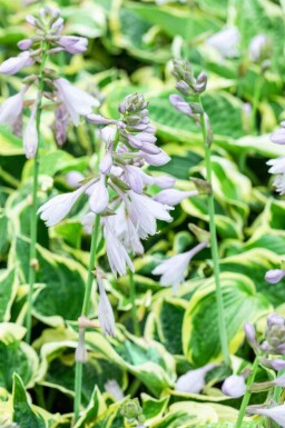 Hosta 'Wide Brim'