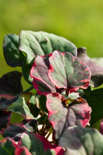 Hjerteblad Houttuynia cordata 'Chameleon' 5-10 potte P9 Houttuynia cordata 'Chameleon'