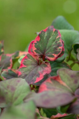 Hjerteblad Houttuynia cordata 'Chameleon' 5-10 potte P9 Houttuynia cordata 'Chameleon'