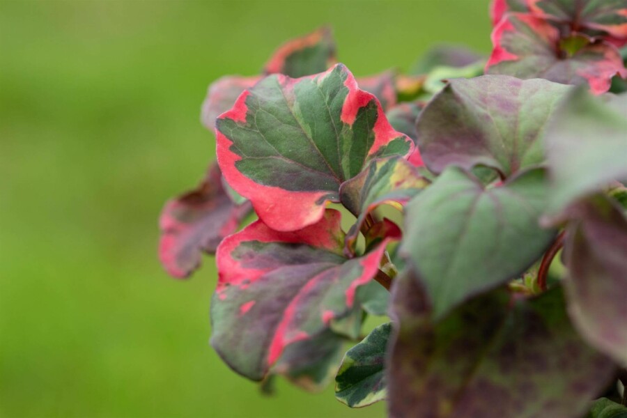 Hjerteblad Houttuynia cordata 'Chameleon' 5-10 potte P9 Houttuynia cordata 'Chameleon'