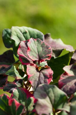 Hjerteblad Houttuynia cordata 'Chameleon' 5-10 potte P9 Houttuynia cordata 'Chameleon'