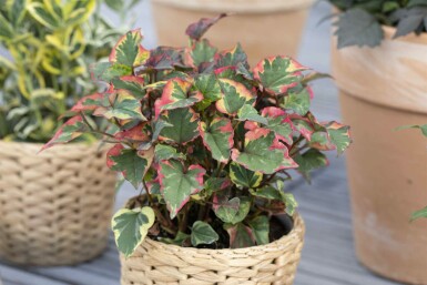 Hjerteblad Houttuynia cordata 5-10 potte P9 Houttuynia cordata