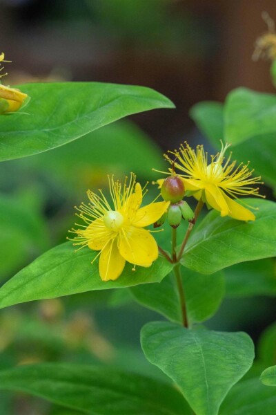 Prikbladet perikon Hypericum perforatum 5-10 potte P9 Hypericum perforatum