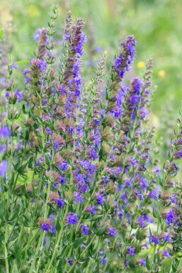 Isop Hyssopus officinalis 5-10 potte P9 Hyssopus officinalis