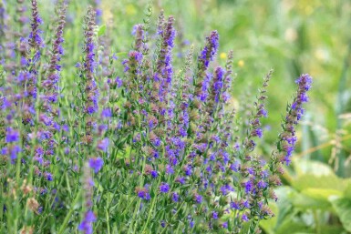 Isop Hyssopus officinalis 5-10 potte P9 Hyssopus officinalis