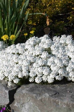 Skjoldblad Iberis sempervirens 5-10 potte P9 Iberis sempervirens