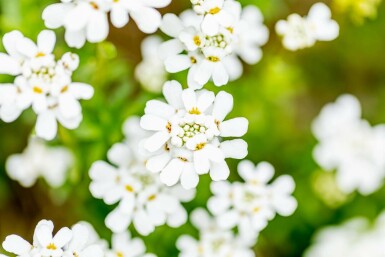 Skjoldblad Iberis sempervirens 5-10 potte P9 Iberis sempervirens