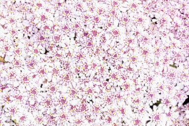 Sløjfeblomst Iberis sempervirens 'Pink Ice' 5-10 potte P9 Iberis sempervirens 'Pink Ice'