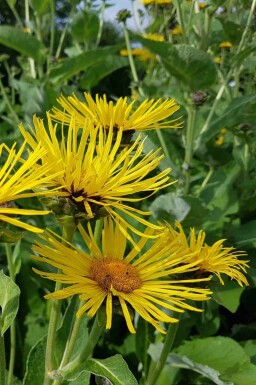 Alant Inula helenium 5-10 potte P9 Inula helenium