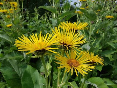 Alant Inula helenium 5-10 potte P9 Inula helenium