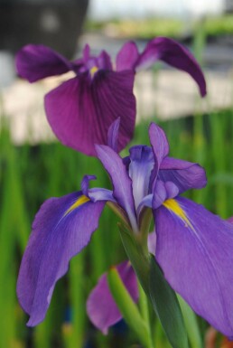 Haveiris Iris ensata 5-10 potte P9 Iris ensata