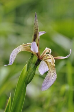Stinkende iris Iris foetidissima 5-10 potte P9 Iris foetidissima