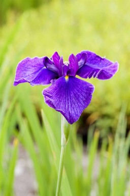 Sværdlilje Iris laevigata 5-10 potte P9 Iris laevigata