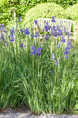 Strandiris Iris setosa 5-10 potte P9 Iris setosa