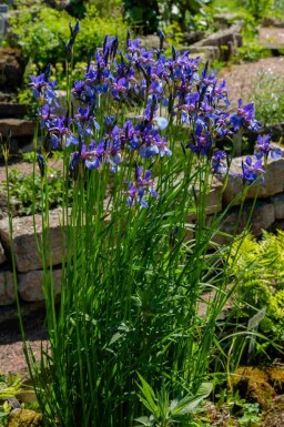 Sibirisk iris Iris sibirica 'Blue King' 5-10 potte P9 Iris sibirica 'Blue King'