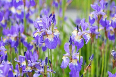 Sibirisk iris Iris sibirica 5-10 potte P9 Iris sibirica