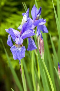 Sibirisk iris Iris sibirica 5-10 potte P9 Iris sibirica