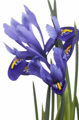 Blå iris Iris versicolor 5-10 potte P9 Iris versicolor
