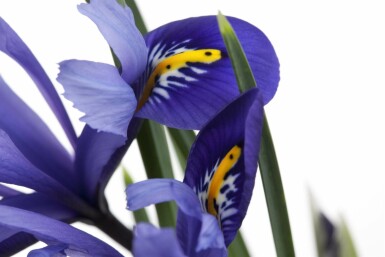 Blå iris Iris versicolor 5-10 potte P9 Iris versicolor