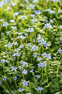 Vandstjerne Isotoma fluviatilis 5-10 potte P9 Isotoma fluviatilis