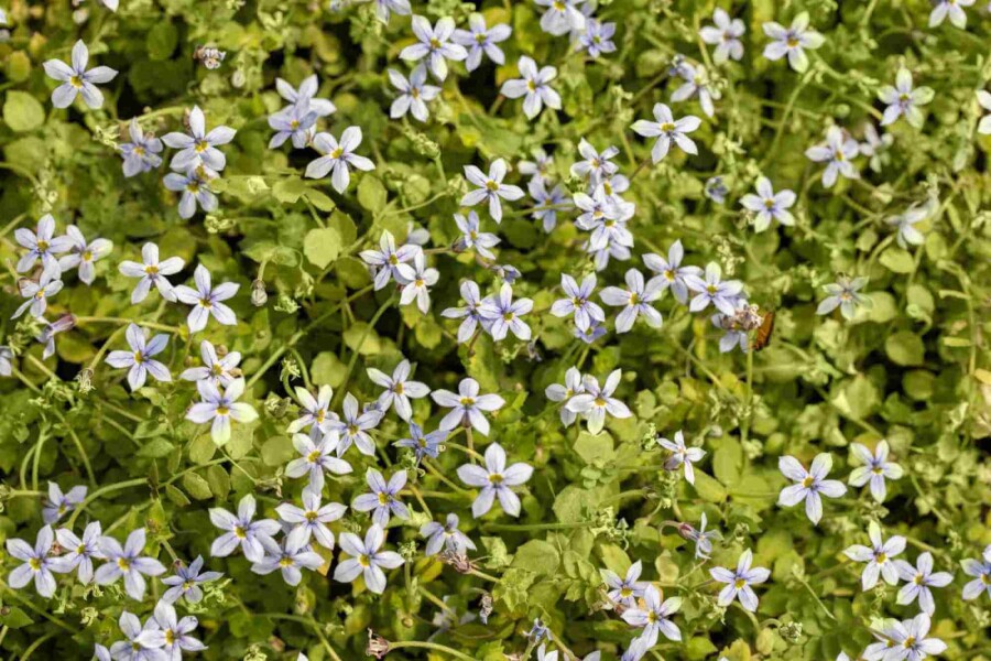 Vandstjerne Isotoma fluviatilis 5-10 potte P9 Isotoma fluviatilis