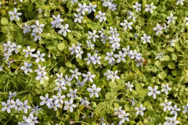 Vandstjerne Isotoma fluviatilis 5-10 potte P9 Isotoma fluviatilis