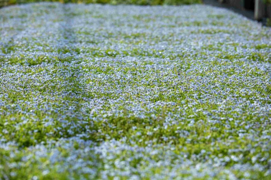 Vandstjerne Isotoma fluviatilis 5-10 potte P9 Isotoma fluviatilis
