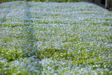 Vandstjerne Isotoma fluviatilis 5-10 potte P9 Isotoma fluviatilis