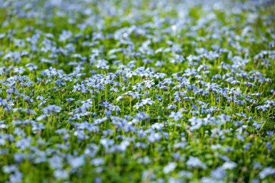 Vandstjerne Isotoma fluviatilis 5-10 potte P9 Isotoma fluviatilis