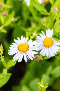 Japansk aster Kalimeris incisa 'Madiva' 5-10 potte P9 Kalimeris incisa 'Madiva'