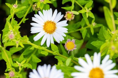 Japansk aster Kalimeris incisa 'Madiva' 5-10 potte P9 Kalimeris incisa 'Madiva'