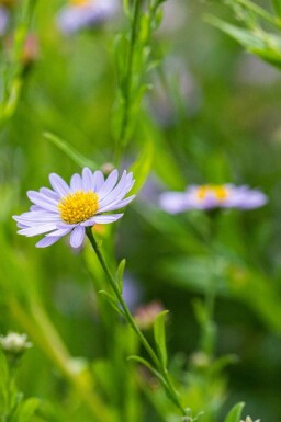 Japansk aster Kalimeris incisa 5-10 potte P9 Kalimeris incisa