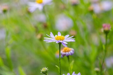Japansk aster Kalimeris incisa 5-10 potte P9 Kalimeris incisa