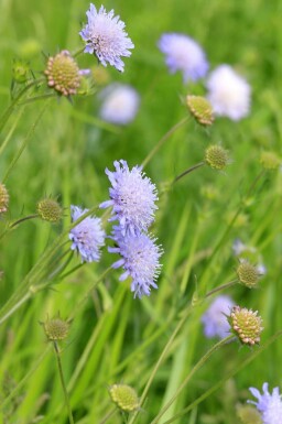Blåhat Knautia arvensis 5-10 potte P9 Knautia arvensis