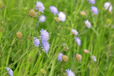 Blåhat Knautia arvensis 5-10 potte P9 Knautia arvensis