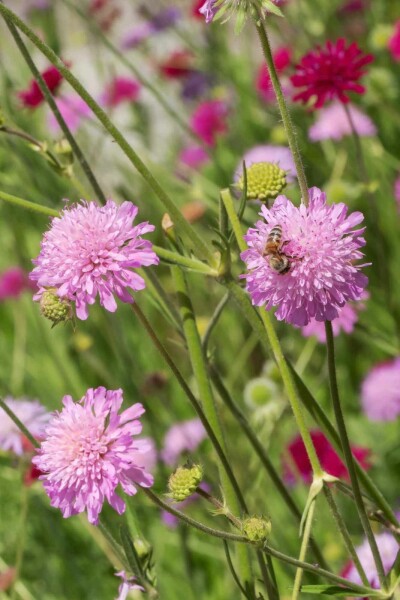 Makedonisk skabiose Knautia macedonica 'Melton Pastels' 5-10 potte P9 Knautia macedonica 'Melton Pastels'