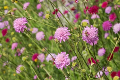 Knautia macedonica 'Melton Pastels'