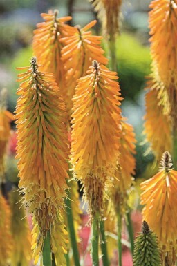 Raketblomst Kniphofia uvaria 'Mango Popsicle' 5-10 potte P9 Kniphofia uvaria 'Mango Popsicle'