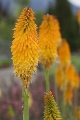 Raketblomst Kniphofia uvaria 'Mango Popsicle' 5-10 potte P9 Kniphofia uvaria 'Mango Popsicle'