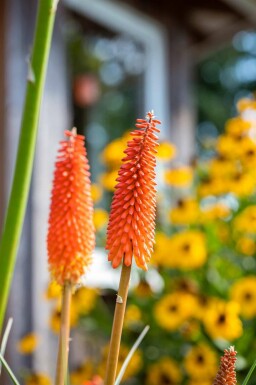 Raketblomst Kniphofia uvaria 5-10 potte P9 Kniphofia uvaria