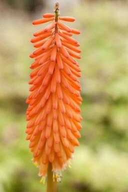 Raketblomst Kniphofia uvaria 5-10 potte P9 Kniphofia uvaria