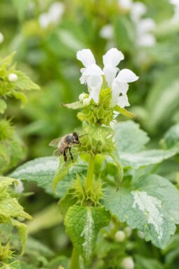 Hvid nælde Lamium album 5-10 potte P9 Lamium album