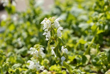 Hvid nælde Lamium album 5-10 potte P9 Lamium album