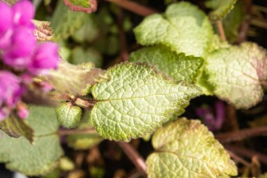 Lammeurt Lamium maculatum 'Beacon Silver' 5-10 potte P9 Lamium maculatum 'Beacon Silver'