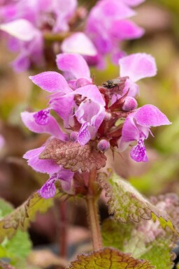 Døvnælde Lamium maculatum 5-10 potte P9 Lamium maculatum